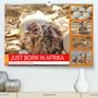 Barbara Fraatz: JUST BORN IN AFRIKA Kalahari Straussen Babies (Premium, hochwertiger DIN A2 Wandkalender 2021, Kunstdruck in Hochglanz), KAL