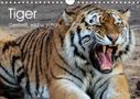 Elisabeth Stanzer: Tiger. Gestreift, wild u. schön (Wandkalender 2021 DIN A4 quer), Kalender