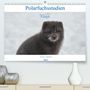 Klaus Gerken: Polarfuchsstudien Wildlife (Premium, hochwertiger DIN A2 Wandkalender 2021, Kunstdruck in Hochglanz), KAL