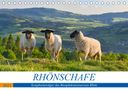 Manfred Hempe: Rhönschafe - Symphatieträger des Biosphärenreservats Rhön (Tischkalender 2021 DIN A5 quer), Kalender