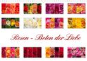 Steffen Gierok: Rosen - Boten der Liebe (Wandkalender 2022 DIN A3 quer), KAL