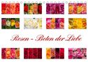 Steffen Gierok: Rosen - Boten der Liebe (Tischkalender 2022 DIN A5 quer), KAL