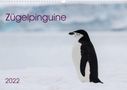 Anna-Barbara Utelli: Zügelpinguine (Wandkalender 2022 DIN A3 quer), KAL