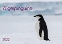 Anna-Barbara Utelli: Zügelpinguine (Wandkalender 2022 DIN A2 quer), KAL