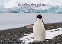 Anna-Barbara Utelli: Adéliepinguine (Wandkalender 2022 DIN A2 quer), KAL