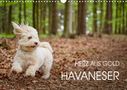 Peter Mayer: Havaneser - Herz aus Gold (Wandkalender 2022 DIN A3 quer), KAL