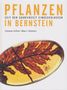 "PFLANZEN SEIT DER SAURIERZEIT EINGESCHLOSSEN IN BERNSTEIN" und Autoren: Carsten Gröhn, Max J. Kobbert. Blatt in Bernstein., Buch