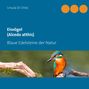 Ursula Di Chito: Eisvögel (Alcedo atthis), Buch