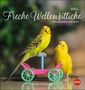 Wegler Monika: Freche Wellensittiche Postkartenkalender 2024, Kalender