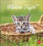 Katzen Postkartenkalender Kleine Tiger 2026, Kalender, Kalender
