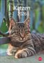 : Katzen Kalender 2026, KAL