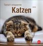 "Tierisch entspannte Katzen 2026 Postkartenkalender." Ein schlafende Katze liegt mit ausgestreckten Pfoten auf einer Couch., Kalender