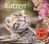 "Katzen 2027. NUR € 8,99." Ein Kätzchen schaut neugierig nach oben, daneben rosa Blüten., Kalender