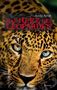 Andie Arndt: Das Herz des Leoparden, Buch, Buch