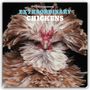 "2024 Calendar Extraordinary Chickens" in großen Buchstaben. Ein prächtiges Huhn mit auffälligem Gefieder., Kalender