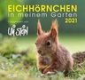 Uli Stein: Eichhörnchen in meinem Garten 2021: Monatskalender für die Wand im Großformat, KAL