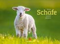 Ackermann Kunstverlag: Schafe Kalender 2025, Kalender