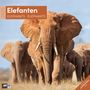 Ackermann Kunstverlag: Elefanten Kalender 2025 - 30x30, Kalender