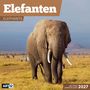 „Elefanten“ – ein Elefant steht in der Savanne, im Hintergrund Zebras, ein Berg und grasende Tiere., Kalender