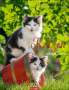 : Katzen auf dem Lande Kalender 2025, KAL