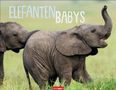 Elefantenbabys Kalender 2026, Kalender, Kalender