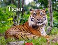Text: "Tiger 2027" und "WEINGARTEN". Ein Tiger liegt im dichten grünen Dschungel., Kalender