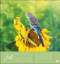 Monika Wegler: Freche Wellensittiche Postkartenkalender 2023, Kalender