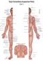 David Koppensteiner: Akupunkturtafel Chart 2 Tung's Extraordinary Acupuncture Points on the regular channels, Div.