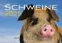 J. -L. Klein: Schweine Kalender 2025, Kalender