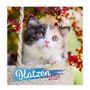 „Katzen 2021“. Eine dreifarbige Katze schaut aus einem Korb, umgeben von roten Blüten., Kalender