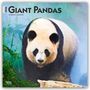 Browntrout Publishers: Giant Pandas - Großer Panda - Pandabären 2026 - 16-Monatskalender, KAL