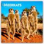 Browntrout Publishers: Meerkats - Erdmännchen 2026 - 16-Monatskalender, Kalender, Kalender