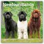 Browntrout: Newfoundlands 2026 12 X 24 Inch (Hanging) Monthly Square Wall Calendar Plastic-Free, KAL