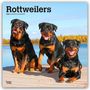 Browntrout Publishers: Rottweilers - Rottweiler 2026 - 16-Monatskalender, Kalender, Kalender