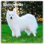 Browntrout Publishers: Samoyeds - Samojede 2026 - 16-Monatskalender, Kalender, Kalender