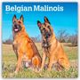 Browntrout Publishers: Belgian Malinois 2026 - 16-Monatskalender, Kalender, Kalender