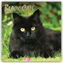 „Black Cats, 2027 16-Month Calendar“. Schwarze Katze mit gelben Augen liegt auf grünem Gras.