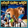 „DOGS GONE WILD!“, 2027 Kalender, Bulldogge bei einer Pressekonferenz mit vielen Mikrofonen.
