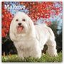"Maltese 2024 16-Month Calendar" zeigt einen weißen Malteser-Hund im Gras vor einem Hintergrund aus roten Blättern., Kalender