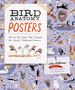 „BIRD ANATOMY POSTERS“; Illustration von Vögeln und Nestern auf lila Hintergrund. Autor: Julia Rothman.