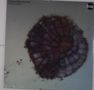 Thollem McDonas, Pauline Oliveros & Nels Cline: Molecular Affinity, LP