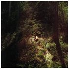 In einem dichten Wald liegt ein Reh seitlich auf dem Boden, umgeben von grünen Büschen und Bäumen.