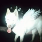 Ein weißer Hund mit Engelsflügeln im Dunkeln, Zunge heraushängend.