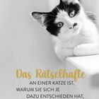 „Das Rätselhafte an einer Katze ist, warum sie sich je dazu entschieden hat, ein Haustier zu werden.“ - Compton Mackenzie. Ein schwarz-weißer Kater schaut neugierig.