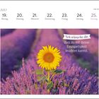 Kalender Juli, 19. Montag bis 25. Sonntag. Gelbe Sonnenblume in einem violetten Lavendelfeld.