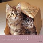 Zitat: "Es gibt nur eines, das besser ist als eine Katze: ZWEI KATZEN!" Zwei Kätzchen schauen aus einer Papiertüte.