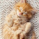 Januar 2027 Kalender, schlafendes Kätzchen auf Strickdecke, Zitat: "Die Katze hält sich selbst für die Krone der Schöpfung."