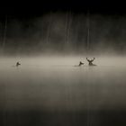 Drei Hirsche stehen still im Wasser, umgeben von dichtem Nebel, im Hintergrund kahle Bäume.