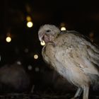 Ein schwaches Küken steht in einem dunklen Stall. Im Hintergrund sind verschwommene, warme Lichter zu sehen.