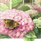 "Hortensie" steht unter einer Illustration mit pinken Blüten, einem Schmetterling und einem verzieren Stuhl im Hintergrund.